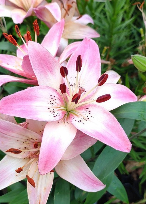 Лилия Розелла Дрим